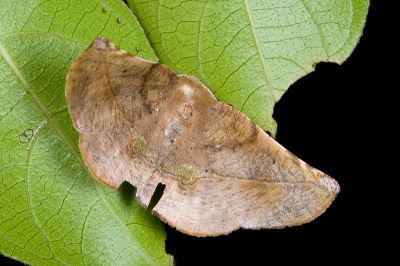 後紋鈎角尺蛾 Garaeus apicata formosanus