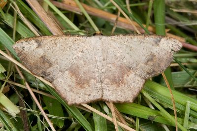 Peralostega deletaria deletaria 雄蟲