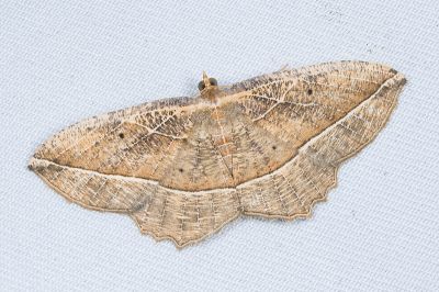 白脈枯葉紋尺蛾 Rhynchobapta eburnivena 雌蟲