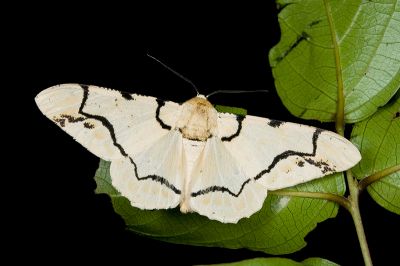 淡黃突峰尺蛾 Biston perclara 雄蟲