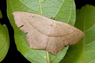 褐尖緣尺蛾 Danala lilacina 雌蟲