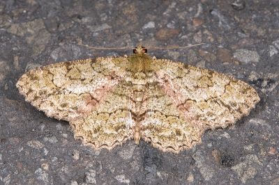 橄欖花尺蛾 Paradarisa chloauges chloauges 雄蟲