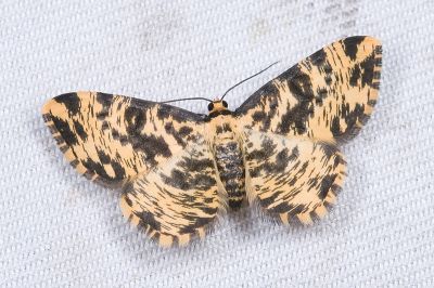 散斑刮紋尺蛾 Monocerotesa flavescens 雌蟲