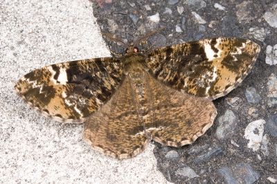 黃臂尺蛾 Duliophyle agitata taiwana 雄蟲