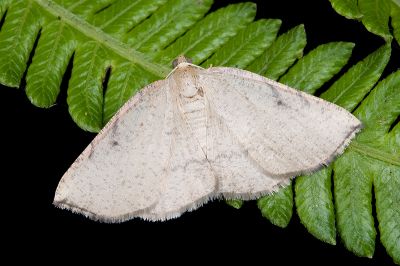 褐綠尺蛾 Aplochlora costipicta 雌蟲