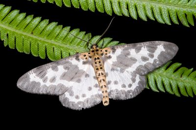 長緣星尺蛾 Percnia longitermen 雄蟲