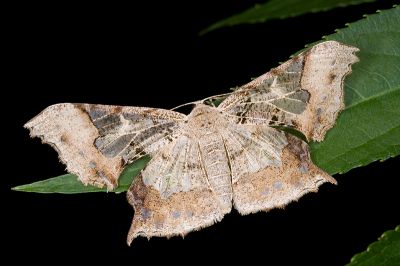 玻璃尺蛾 Krananda semihyalina 雌蟲