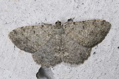 灰隱絨尺蛾 Gnophos delitescens 雄蟲