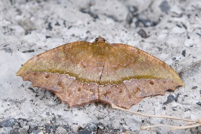 褐鋸緣尺蛾 Leptomiza calcearia calcearia 雌蟲