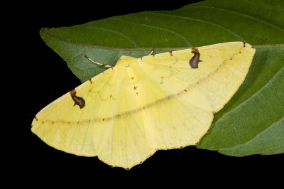 黑刺斑黃尺蛾 Opisthograptis moelleri 雌蟲