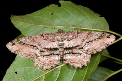 臺灣後眉尺蛾 Jankowskia taiwanensis 雌蟲