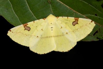 刺斑黃尺蛾 Opisthograptis punctilineata 雄蟲