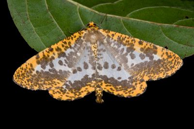 撒旦豹紋尺蛾 Epobeidia lucifera extranigricans 雄蟲