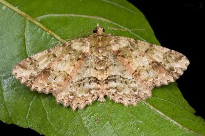 小橄欖花尺蛾 Paradarisa comparataria rantaizanensis 雄蟲