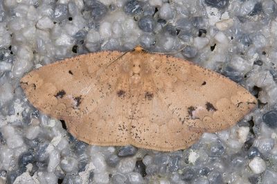 鋸紋枯葉尺蛾 Heterostegania lunulosa 雌蟲