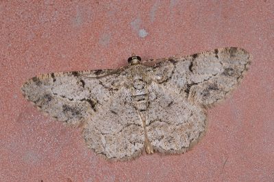 深山碎紋擬霜尺蛾 Psilalcis menoides 雄蟲