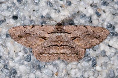 斜紋褐尺蛾 Hypomecis obliquisigna 雄蟲
