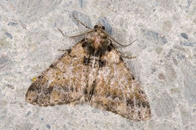 灰黑霜尺蛾 Alcis semiusta