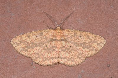 花豹尺蛾 Borbacha pardaria 雄蟲