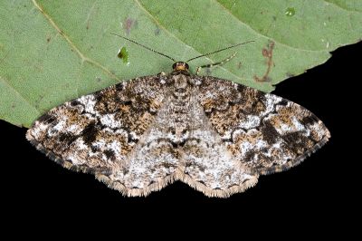 黑斑微黃尺蛾 Deileptenia rimosaria 雌蟲