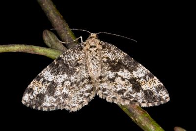 黑斑微黃尺蛾 Deileptenia rimosaria 雌蟲