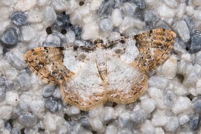 白基擬霜尺蛾 Psilalcis albibasis 雄蟲