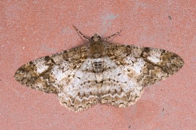 大霜尺蛾 Alcis admissaria undularia 雄蟲