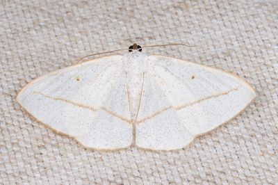 黃帶素尺蛾 Lomographa inamata 性別不明