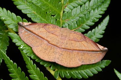 灰褐普尺蛾 Pseudomiza obliquaria 雄蟲