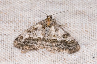 俄霜尺蛾 Alcis ectogramma