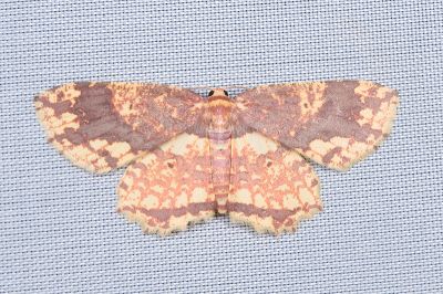 烏塗花尺蛾 Yashmakia suffusa 雌蟲