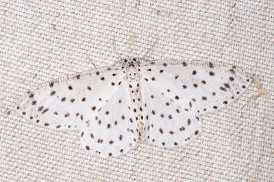胡麻斑星尺蛾 Xenoplia trivialis 雄蟲