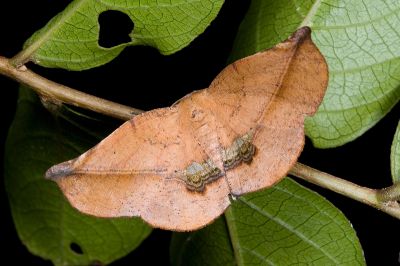 後紋鈎角尺蛾 Garaeus apicata formosanus 雌蟲
