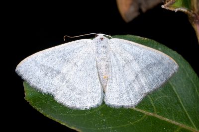鉛灰素尺蛾 Lomographa platyleucata marginata 性別不明