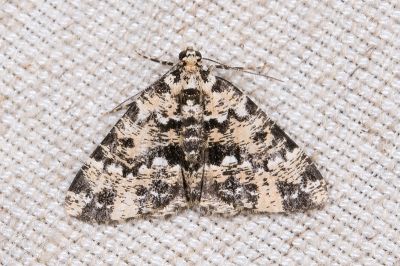 漬淡黃小尺蛾 Prochasma squalida 雌蟲