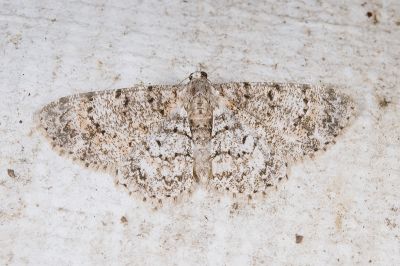 雙線歪紋小尺蛾 Aethalura duplicata 雌蟲