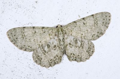 橄欖綠灰尺蛾 Catoria olivescens olivescens 雄蟲