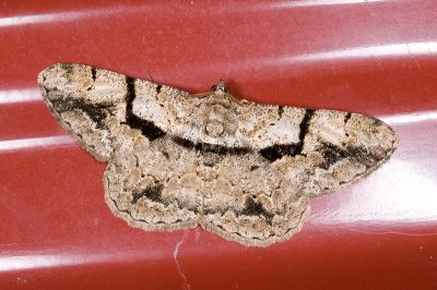 屈帶擬霜尺蛾 Psilalcis diorthogonia 雄蟲