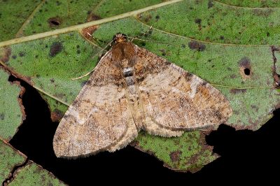 白峰霜尺蛾 Alcis tayulina