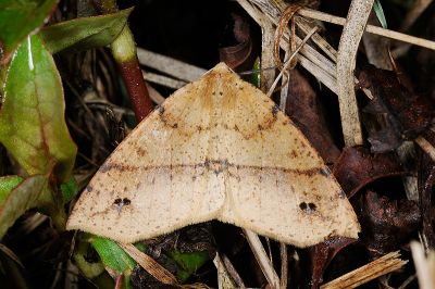 雙斑黃絨尺蛾 Psyra spurcataria 雌蟲
