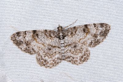 碎齒紋尺蛾 Protoboarmia amabilis 雌蟲
