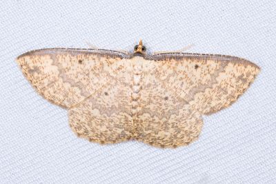隱鋸黃尺蛾 Synegia masuii 雄蟲