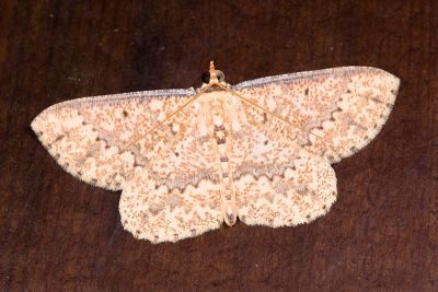 寬鋸黃尺蛾 Synegia estherodes 雄蟲