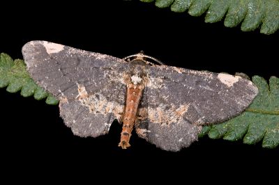 雙斑鋸線尺蛾 Abaciscus costimacula 雄蟲