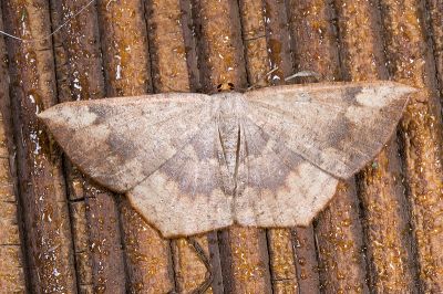 Peralostega deletaria deletaria 雌蟲