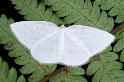 波斜帶尺蛾 Orthocabera tinagmaria 雌蟲