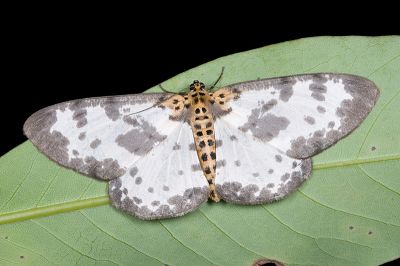 長緣星尺蛾 Percnia longitermen 雌蟲