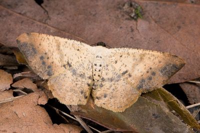 褐緣黃尺蛾 Lophobates inchoata 雌蟲