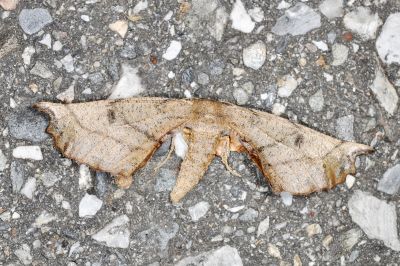 帶紋極尺蛾 Acrodontis aenigma 雌蟲