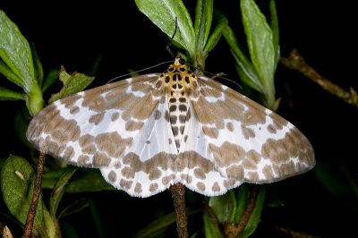 三排緣尺蛾 Pogonopygia pavida pavida 雌蟲